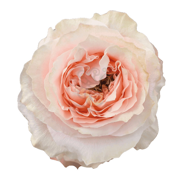 Princess Crown Roses Peach