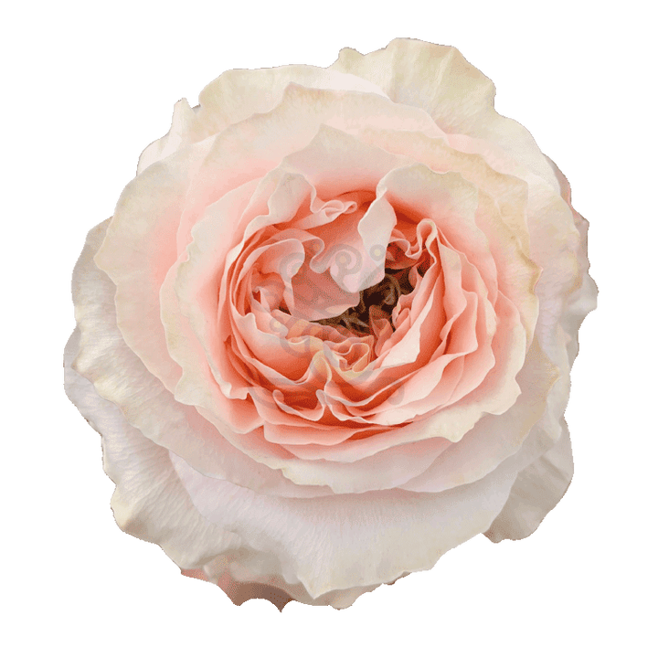 Princess Crown Roses Peach