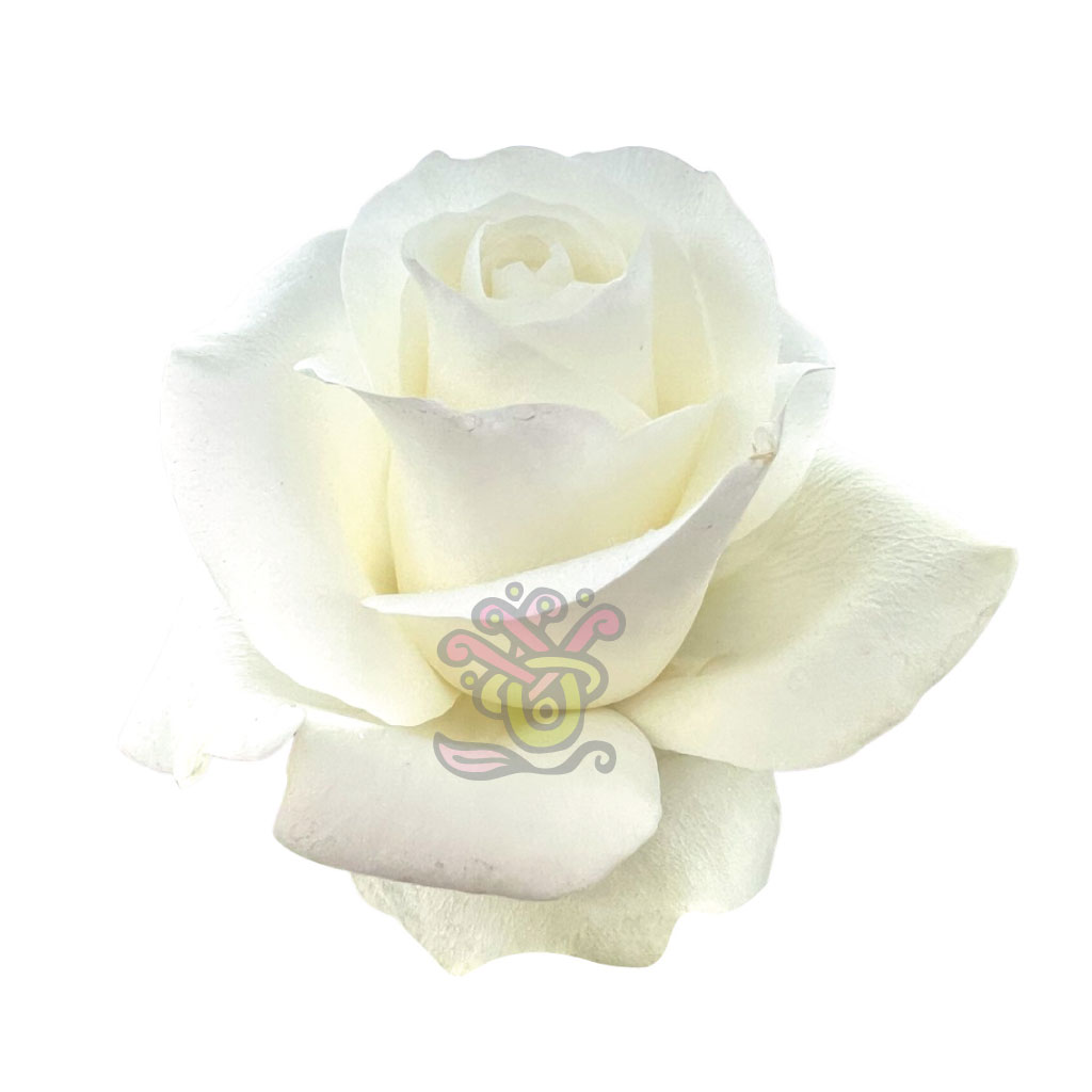 Proud Roses • Asiri Blooms • Bulk Flowers