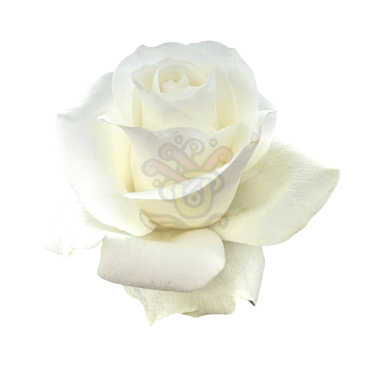 Proud Roses White 2