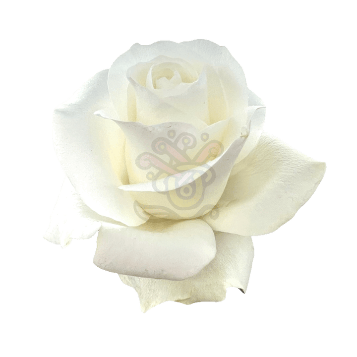 Proud Roses White 2