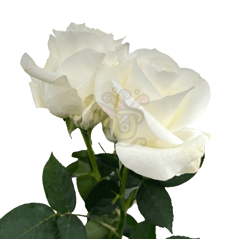 Proud Roses White 3