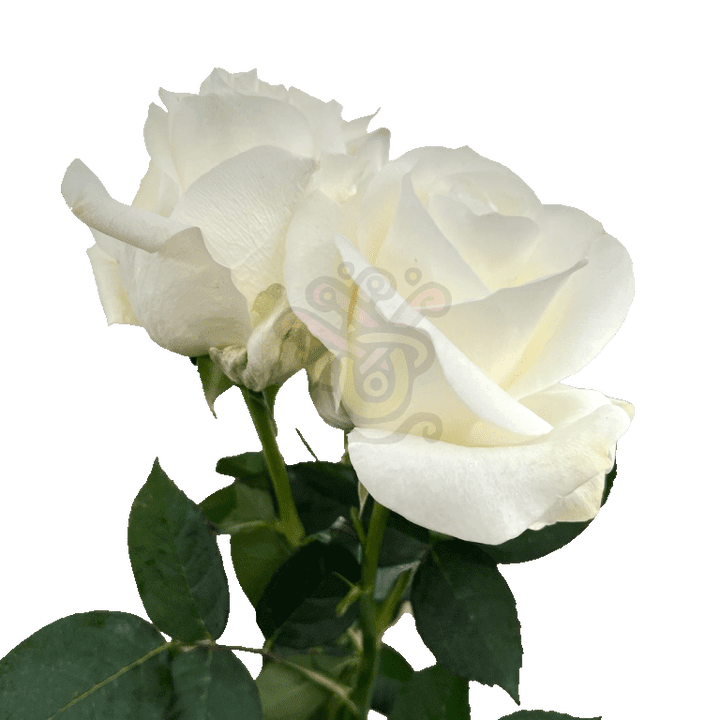 Proud Roses White 3