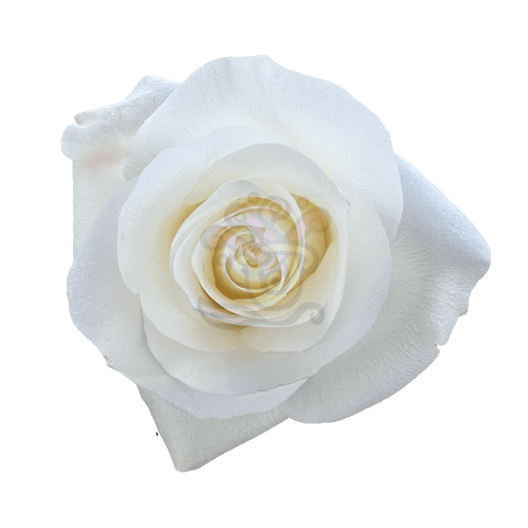 Proud Roses White