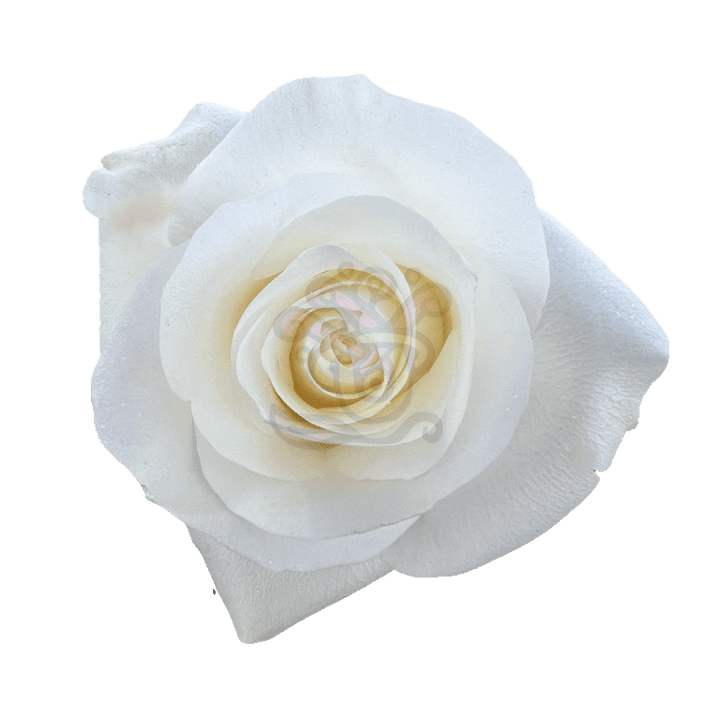 Proud Roses White