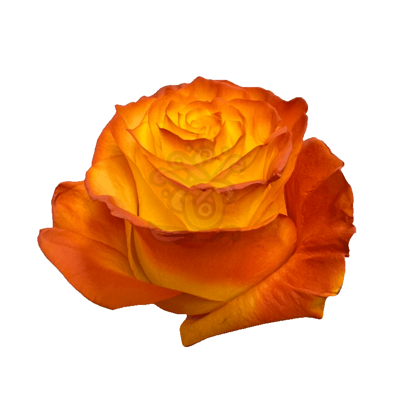 Pumpkin Pie Tinted Roses 2