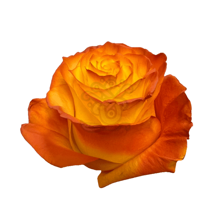 Pumpkin Pie Tinted Roses 2