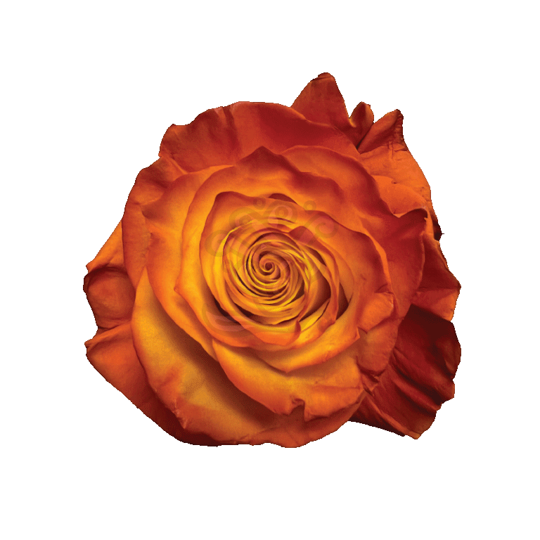 Pumpkin Pie Tinted Roses