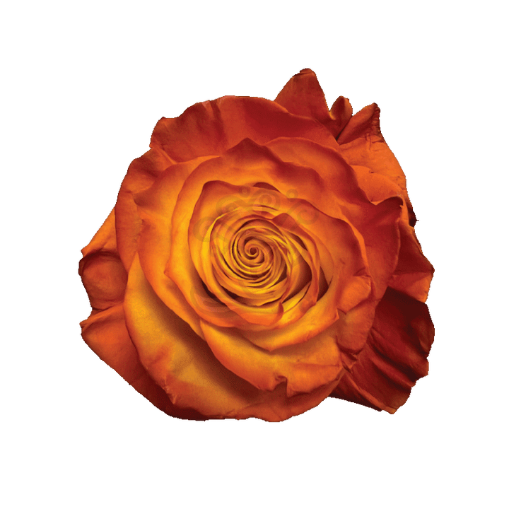 Pumpkin Pie Tinted Roses