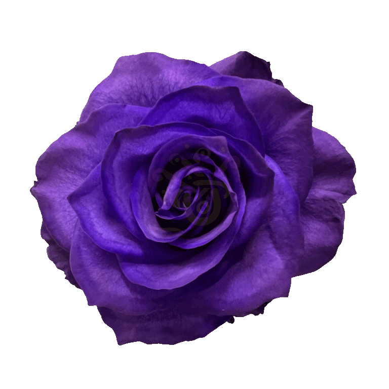 Purple Tinted Roses 2