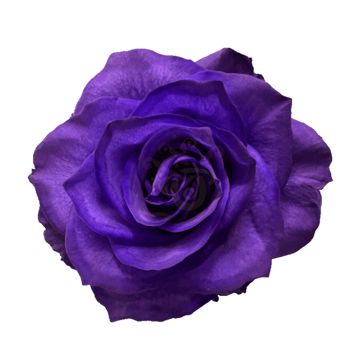 Purple Tinted Roses 2