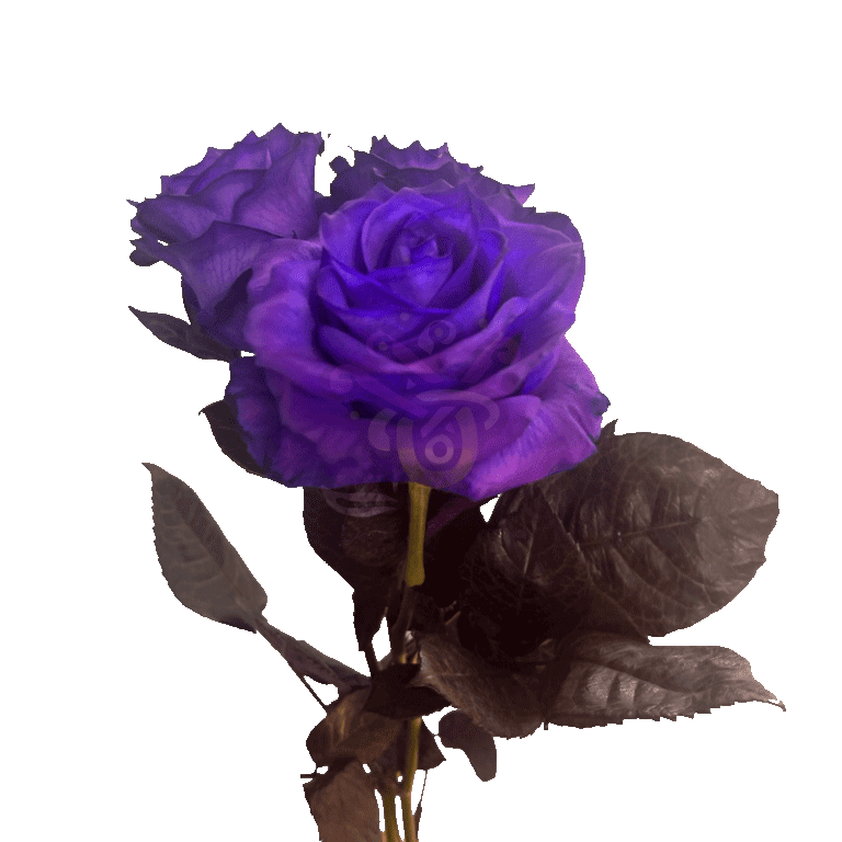Purple Tinted Roses 3