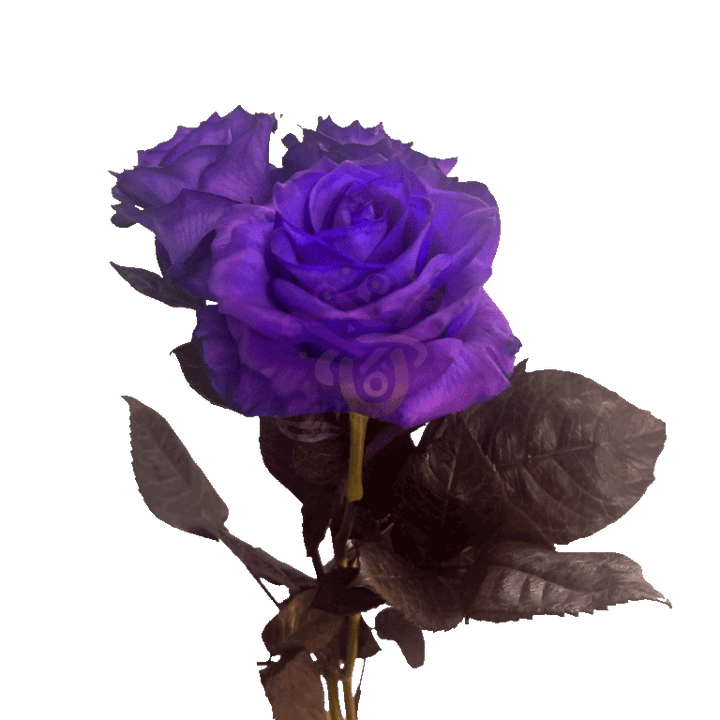 Purple Tinted Roses 3