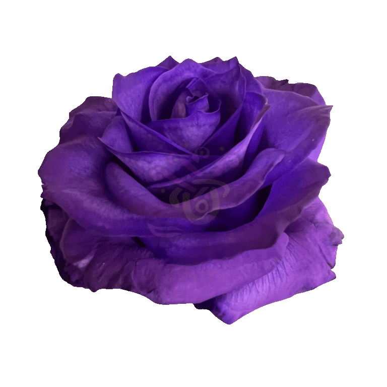 Purple Tinted Roses