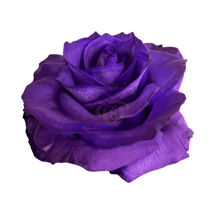Purple Tinted Roses