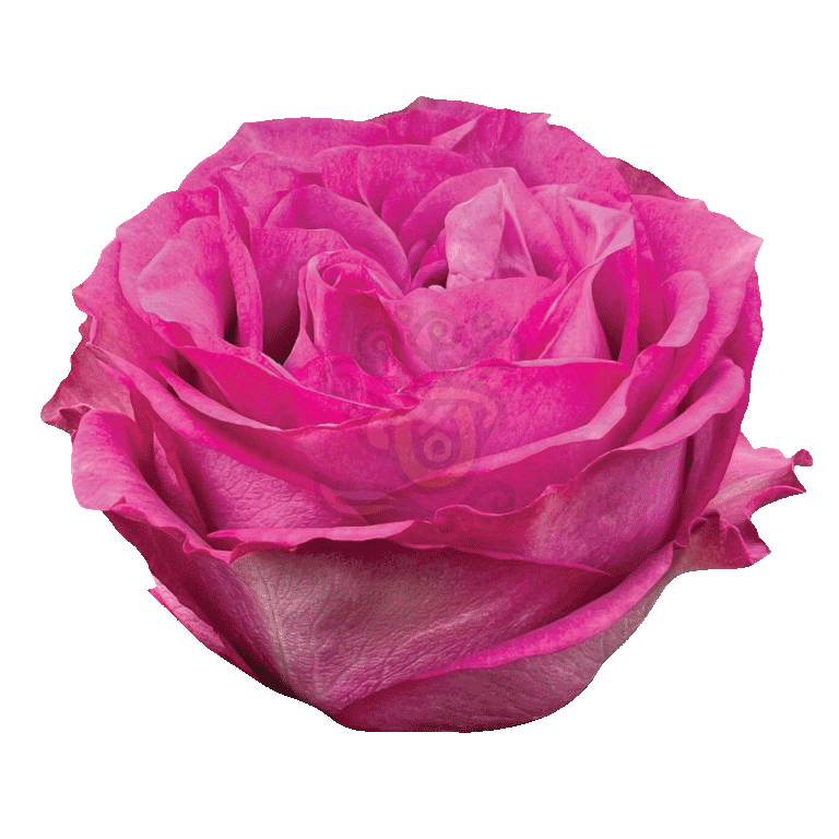 Queens Crown Roses Lavender 2