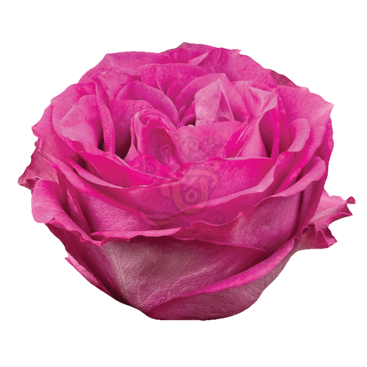 Queens Crown Roses Lavender 2