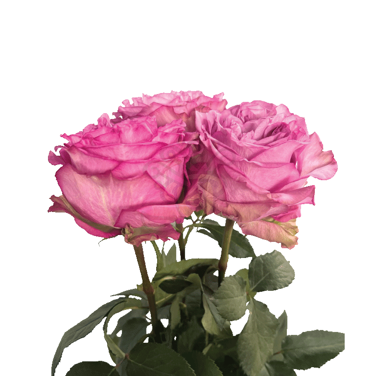 Queens Crown Roses Lavender 3