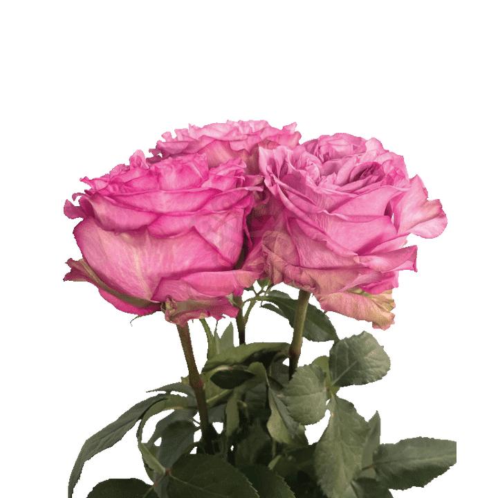 Queens Crown Roses Lavender 3