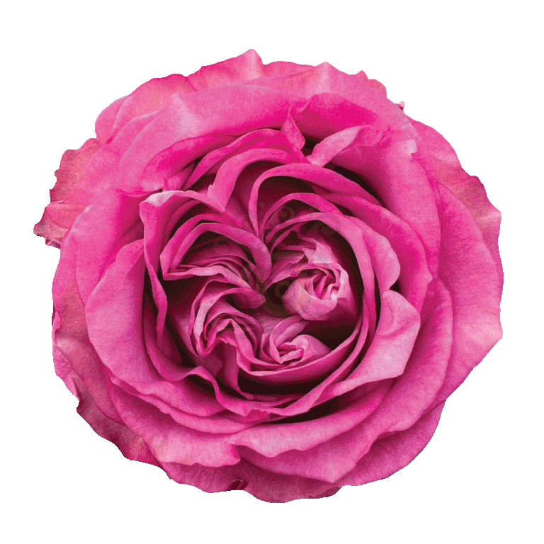 Queens Crown Roses Lavender