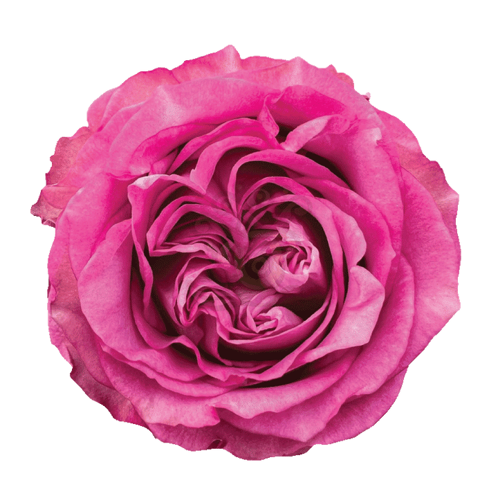 Queens Crown Roses Lavender