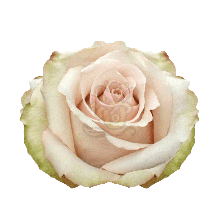 Quicksand Roses Sand 2