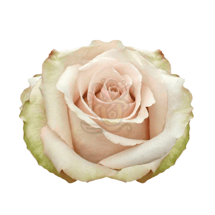 Quicksand Roses Sand 2