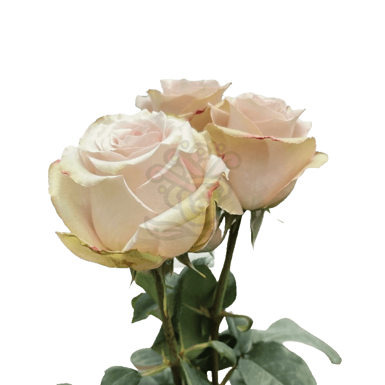 Quicksand Roses Sand 3