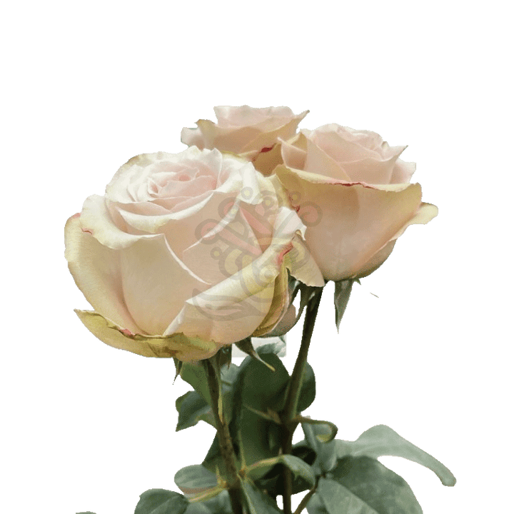 Quicksand Roses Sand 3