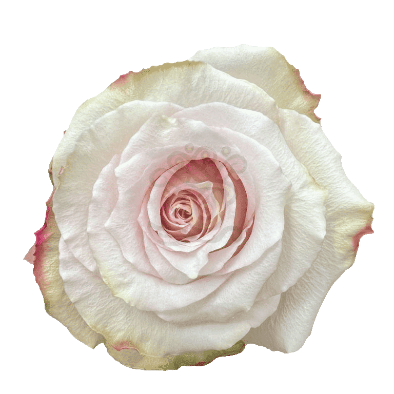Quicksand Roses Sand