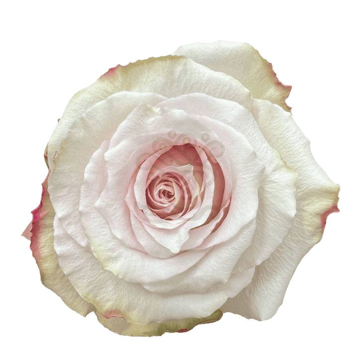 Quicksand Roses Sand