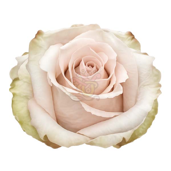 Quicksand rose head in cream sand, grown in Ecuador by Asiri Blooms