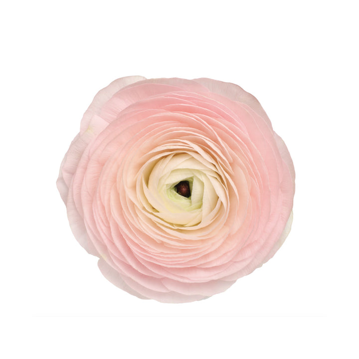 Ranunculus elegance blush