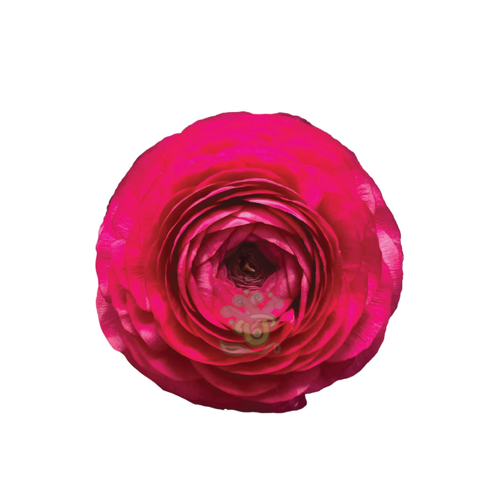 Ranunculus Hot Pink • Asiri Blooms • Bulk Flowers