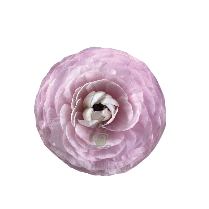 Ranunculus Light Pink • Asiri Blooms • Bulk Flowers