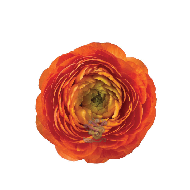 Ranunculus Orange • Asiri Blooms • Bulk Flowers