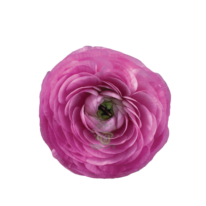 Ranunculus Pink • Asiri Blooms • Bulk Flowers