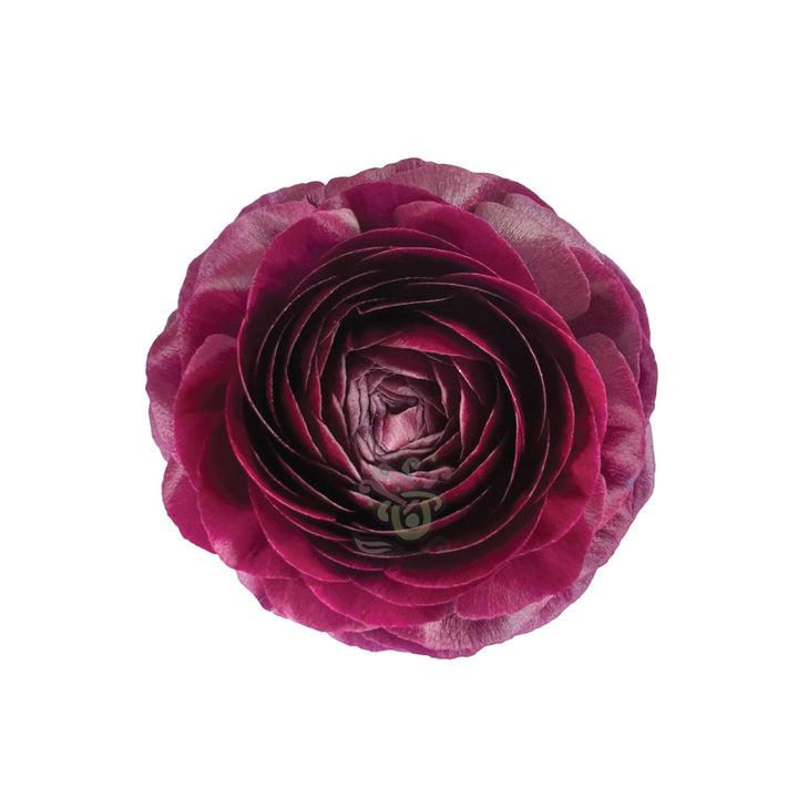 Ranunculus Purple • Asiri Blooms • Bulk Flowers