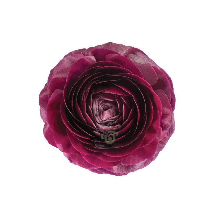 Ranunculus Purple • Asiri Blooms • Bulk Flowers