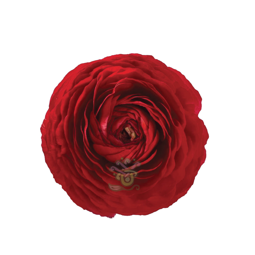 Ranunculus Red • Asiri Blooms • Bulk Flowers