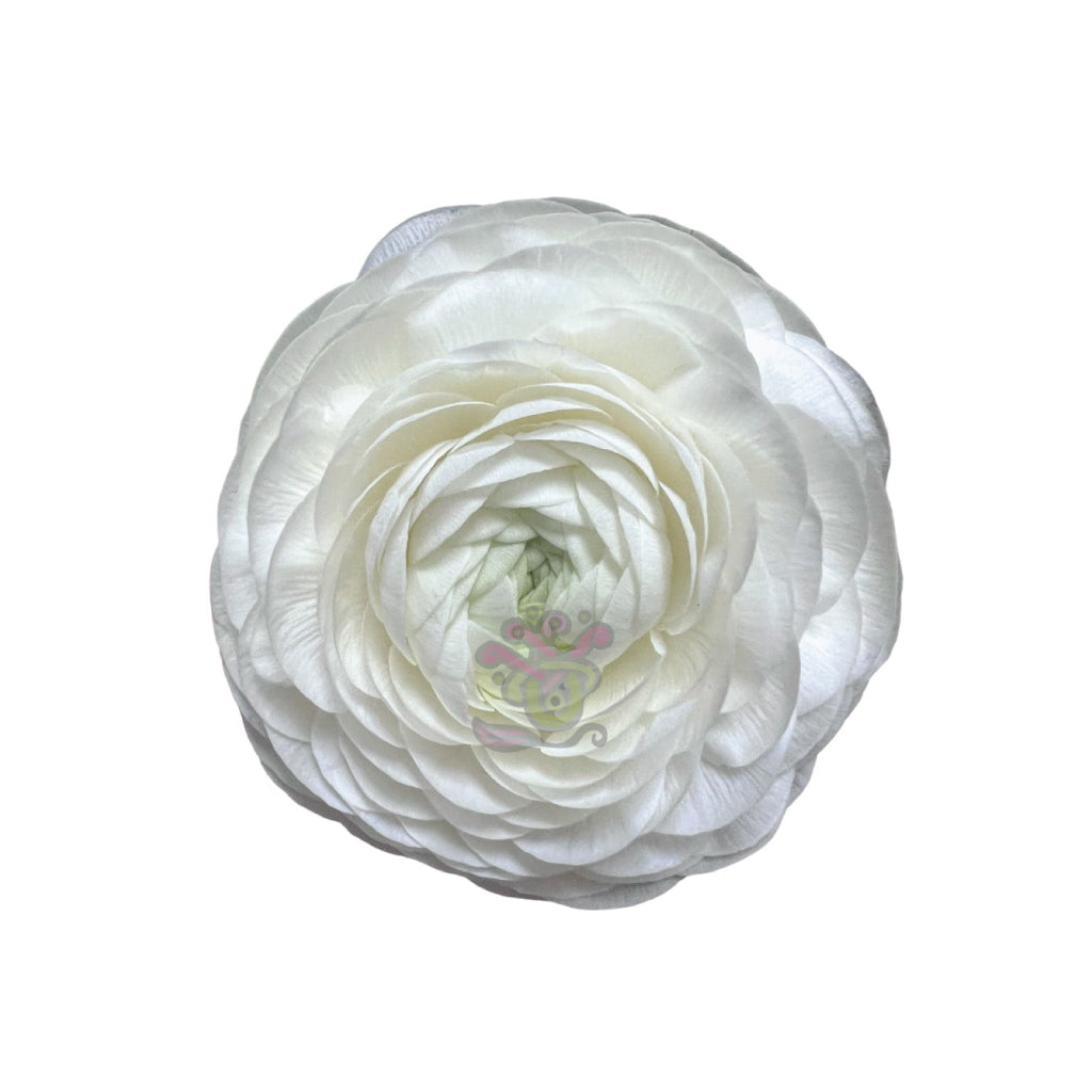 Ranunculus Success white