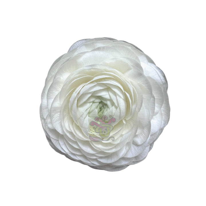 Ranunculus elegance white