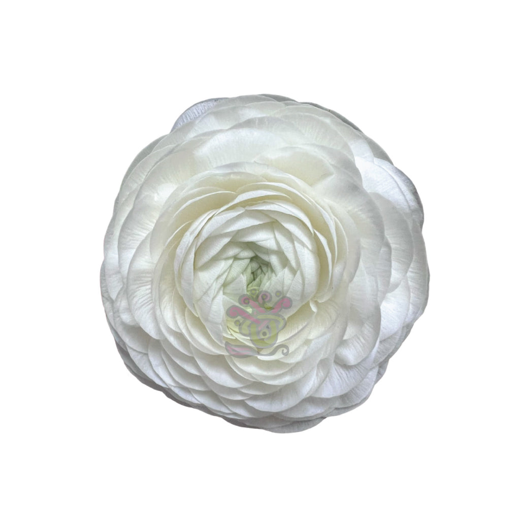 Ranunculus White • Asiri Blooms • Bulk Flowers