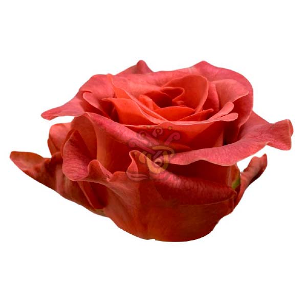 Razzmattazz garden rose head in rusty terracotta over coral, grown in Ecuador by Asiri Blooms