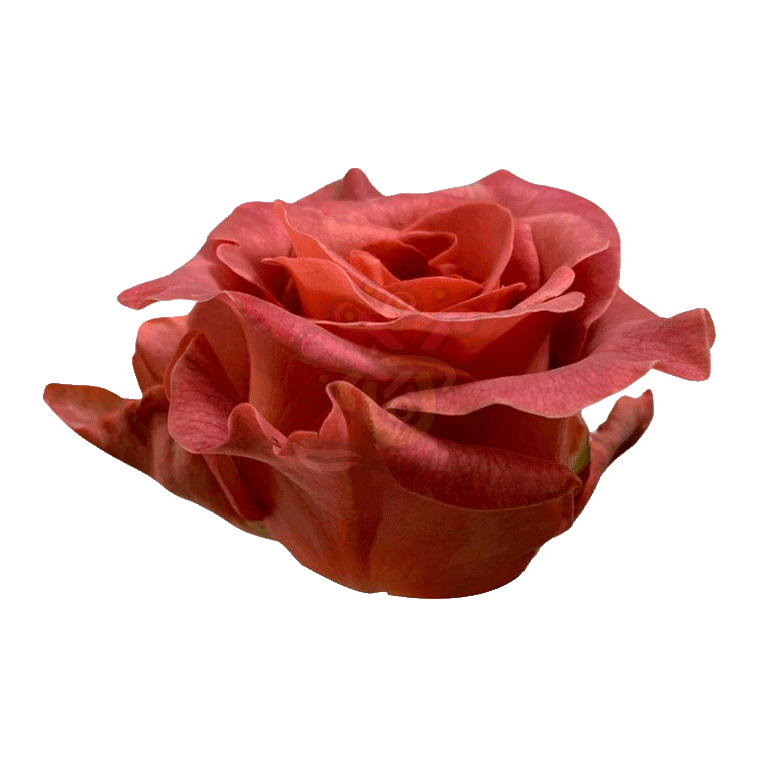 Razzmatazz Roses Earth Tone 2