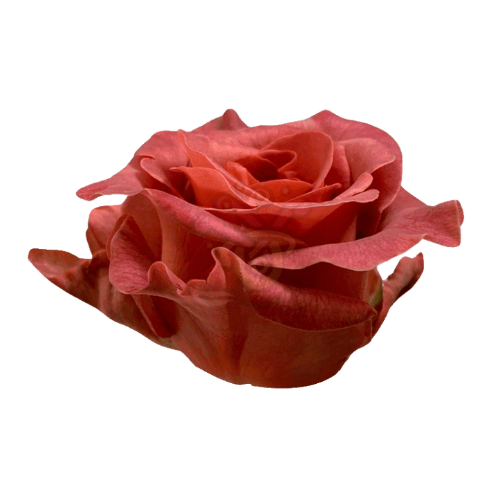Razzmatazz Roses Earth Tone 2