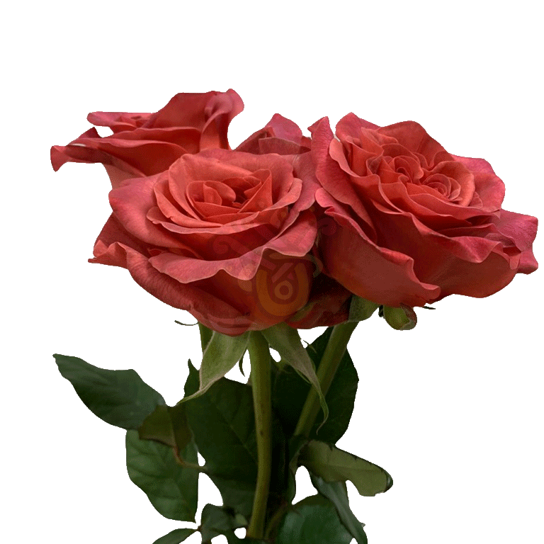 Razzmatazz Roses Earth Tone 3