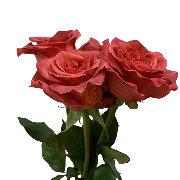Razzmatazz Roses Earth Tone 3