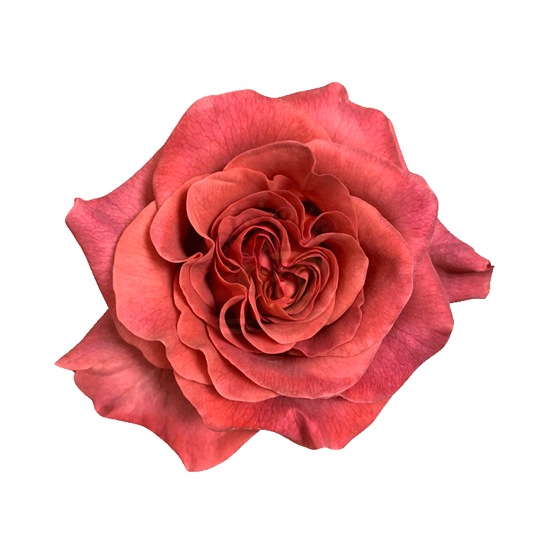 Razzmatazz Roses Earth Tone