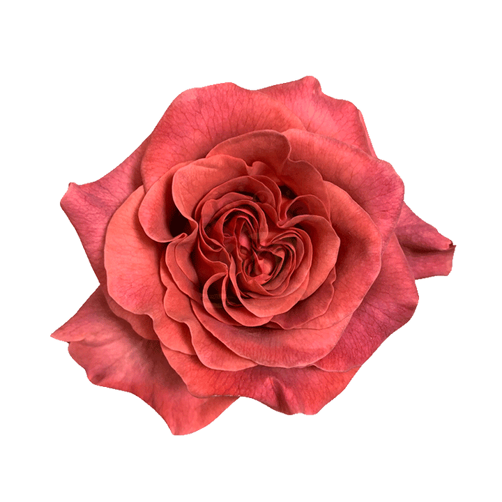 Razzmatazz Roses Earth Tone